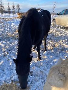 quarter horse mare - Photo 2