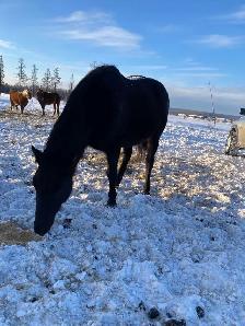 quarter horse mare - Photo 3