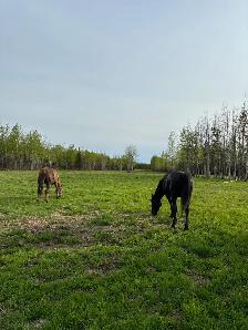 quarter horse mare - Photo 4