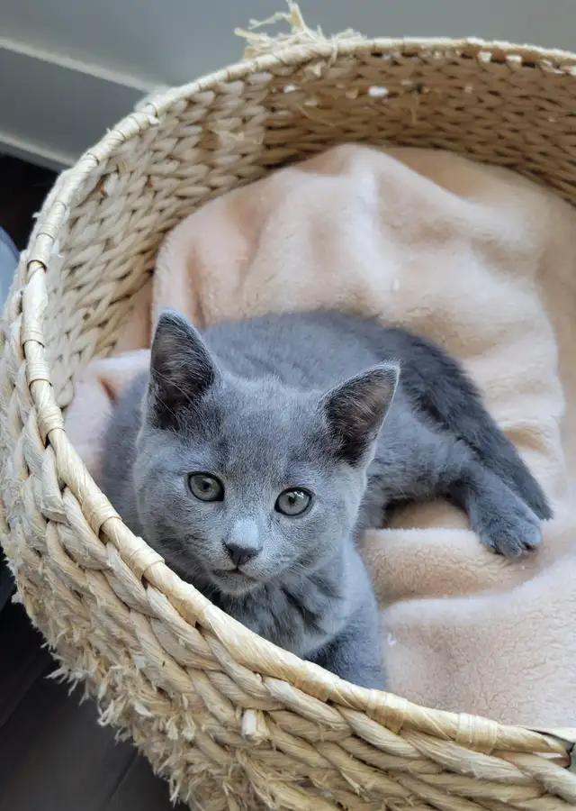 Russian Blue Kitten (Hypoallergenic)