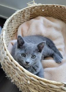 Russian Blue Kitten (Hypoallergenic)