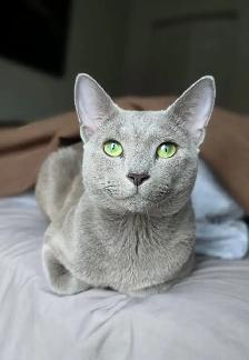 Russian Blue Kitten (Hypoallergenic) - Photo 2