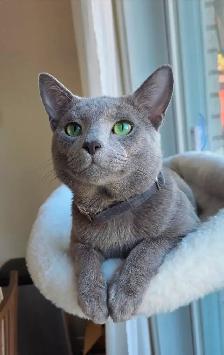 Russian Blue Kitten (Hypoallergenic) - Photo 3