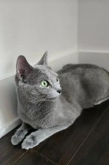 Russian Blue Kitten (Hypoallergenic) - Photo 4