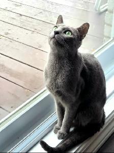 Russian Blue Kitten (Hypoallergenic) - Photo 5