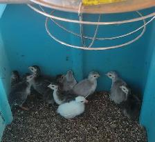 Keets for sale (Guinea hens)