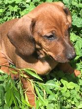 Purebred Standard Dachshund puppy