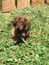 Purebred Standard Dachshund puppy - Photo 2