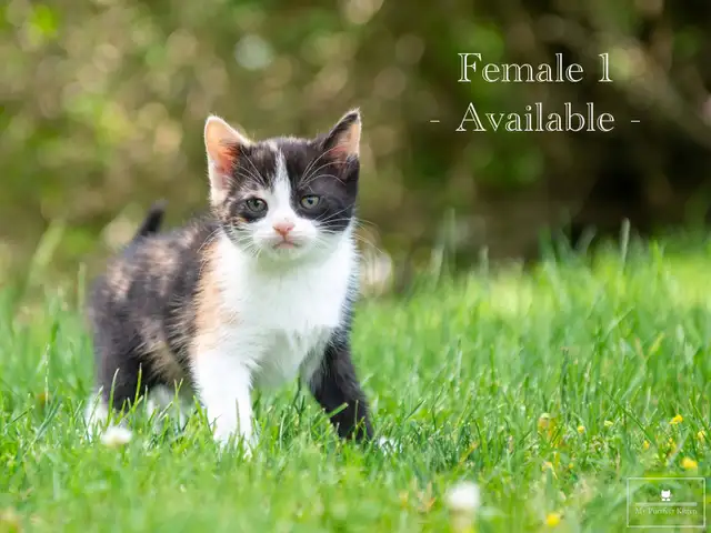 2 Adorable Kittens Available for Reservation!