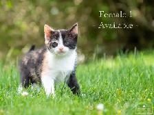 2 Adorable Kittens Available for Reservation!