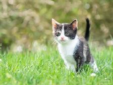 2 Adorable Kittens Available for Reservation! - Photo 2