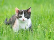 2 Adorable Kittens Available for Reservation! - Photo 3