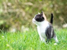 2 Adorable Kittens Available for Reservation! - Photo 4