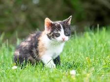 2 Adorable Kittens Available for Reservation! - Photo 5
