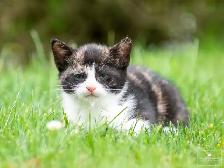 2 Adorable Kittens Available for Reservation! - Photo 7
