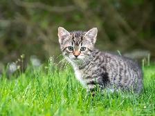 2 Cute Kittens for Sale! Ready to Go! - Photo 3