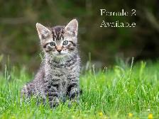 2 Cute Kittens for Sale! Ready to Go! - Photo 6