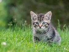 2 Cute Kittens for Sale! Ready to Go! - Photo 7