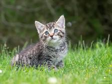 2 Cute Kittens for Sale! Ready to Go! - Photo 8