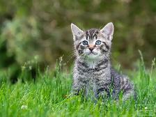 2 Cute Kittens for Sale! Ready to Go! - Photo 9
