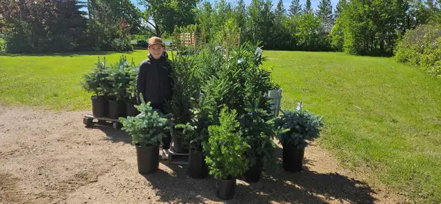 Trees for Sale