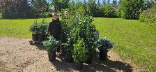 Trees for Sale