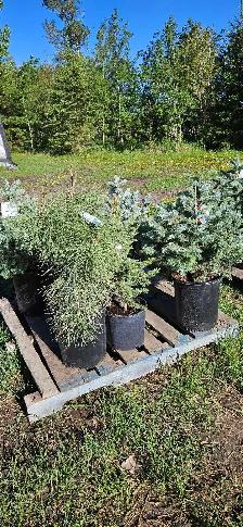 Trees for Sale - Photo 2
