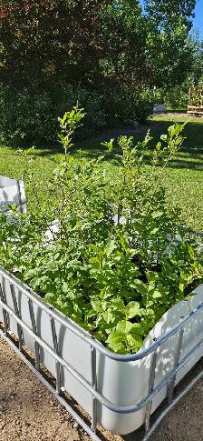 Trees for Sale - Photo 3