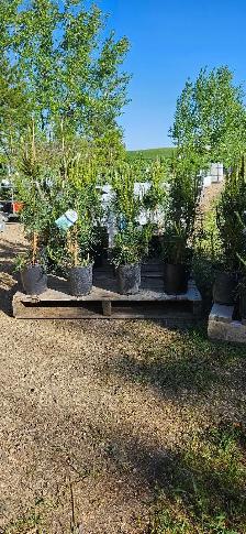 Trees for Sale - Photo 4