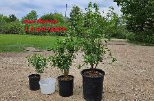 Trees for Sale - Photo 5
