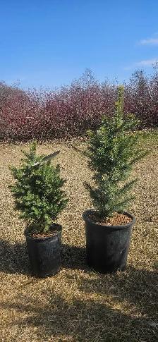 Trees for Sale - Photo 6