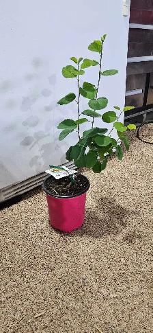 Trees for Sale - Photo 7