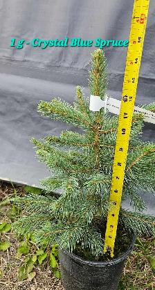 Trees for Sale - Photo 8