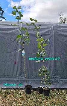 Trees for Sale - Photo 9