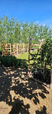 Trees for Sale - Photo 10