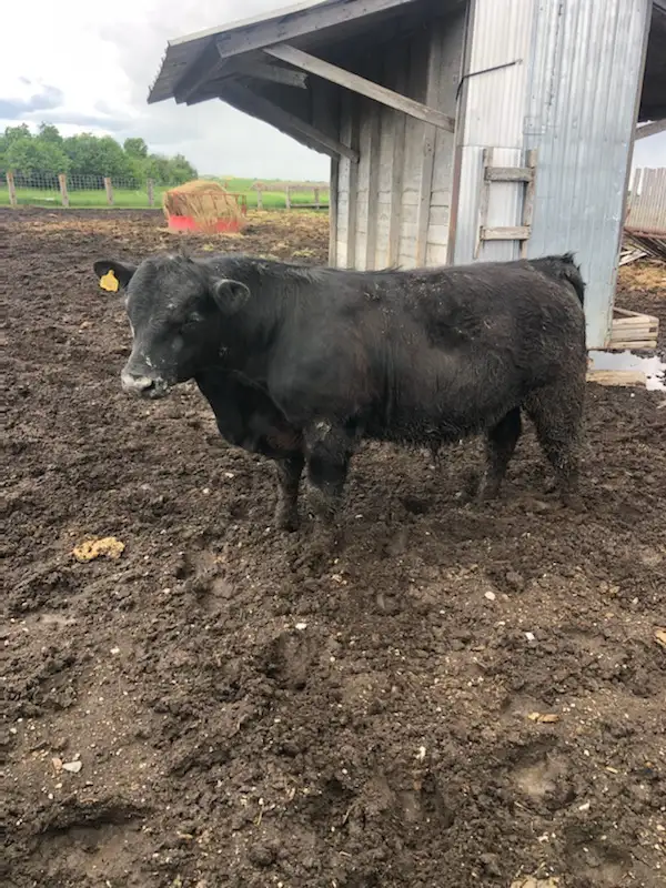 Angus Bull