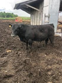 Angus Bull