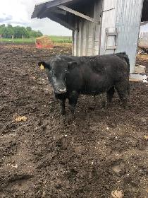 Angus Bull - Photo 2
