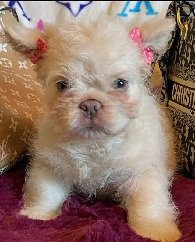 French Bulldog Teddy Bear Coat Floodle
