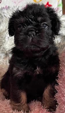 French Bulldog Teddy Bear Coat Floodle - Photo 2