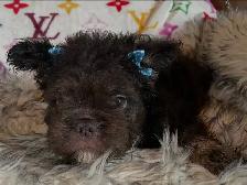 French Bulldog Teddy Bear Coat Floodle - Photo 3
