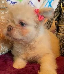 French Bulldog Teddy Bear Coat Floodle - Photo 5