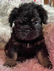 French Bulldog Teddy Bear Coat Floodle - Photo 6