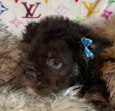 French Bulldog Teddy Bear Coat Floodle - Photo 7