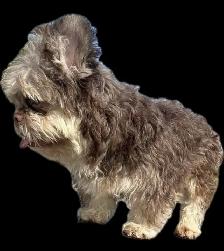 French Bulldog Teddy Bear Coat Floodle - Photo 10