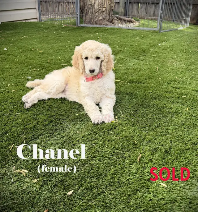 CKC REGISTERED STANDARD POODLES