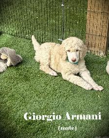 CKC REGISTERED STANDARD POODLES - Photo 3