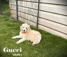 CKC REGISTERED STANDARD POODLES - Photo 4