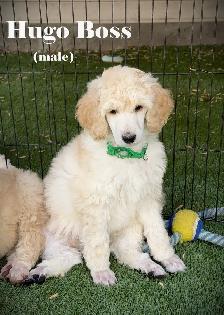 CKC REGISTERED STANDARD POODLES - Photo 5