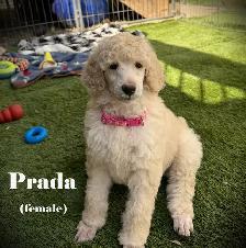 CKC REGISTERED STANDARD POODLES - Photo 7